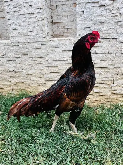 Java Aseel Aseel for sale in Abbottabad Pakistan