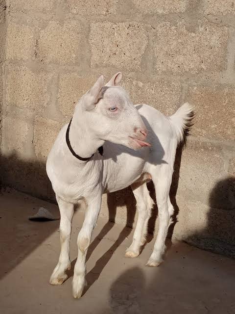 Teddy Goat