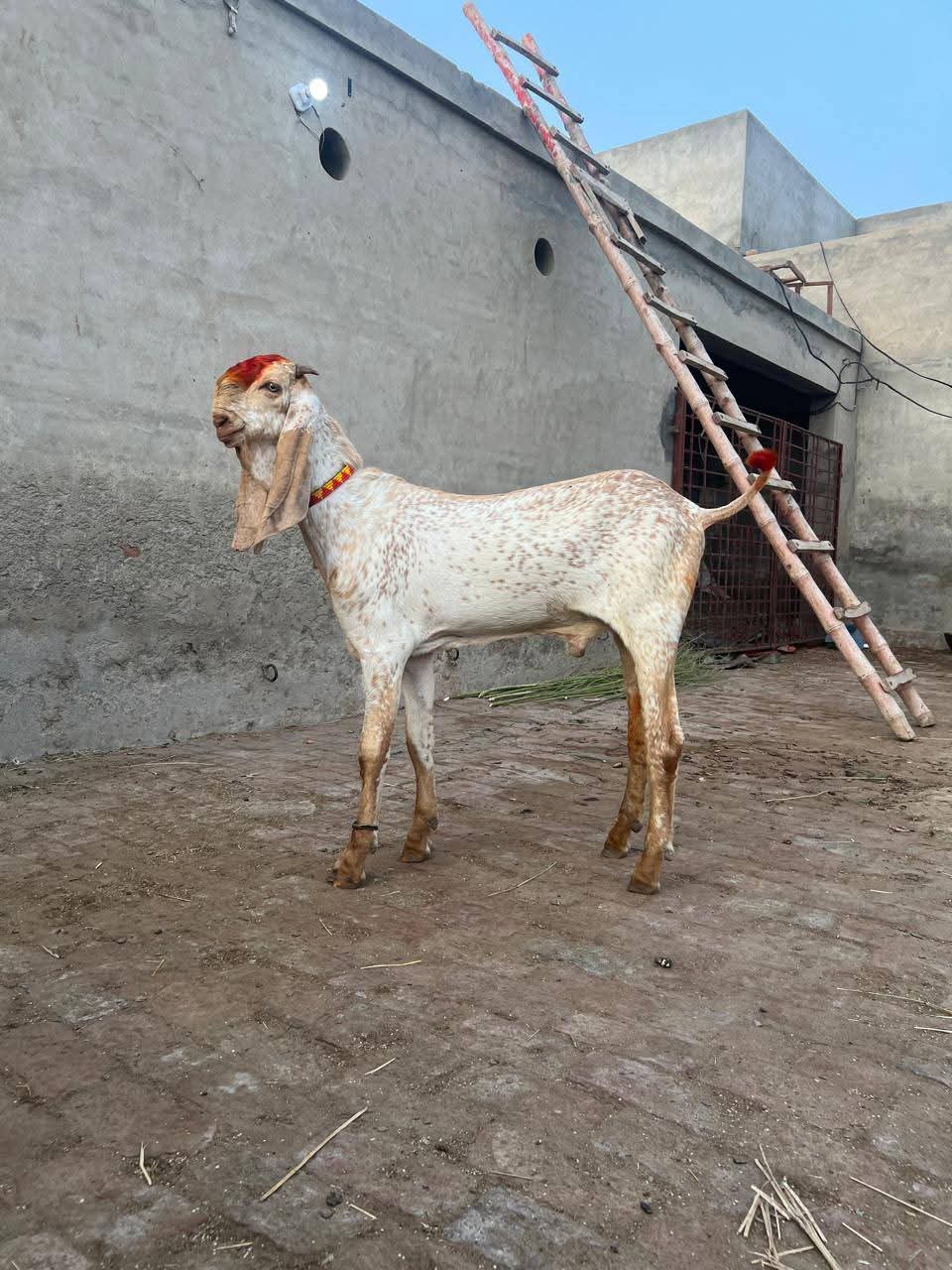 healthy Animal