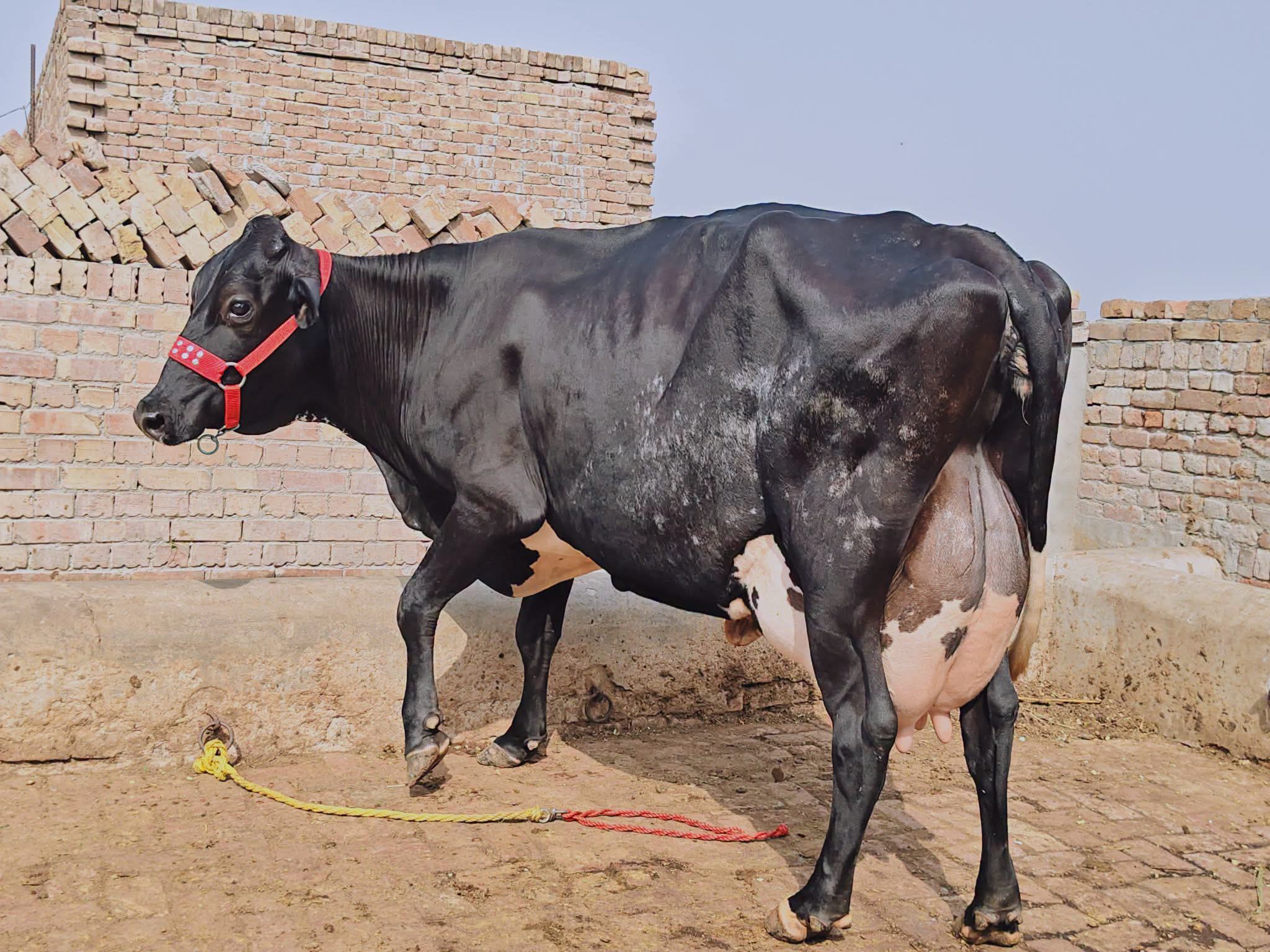 Multani