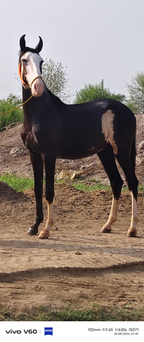 nomi horse farm