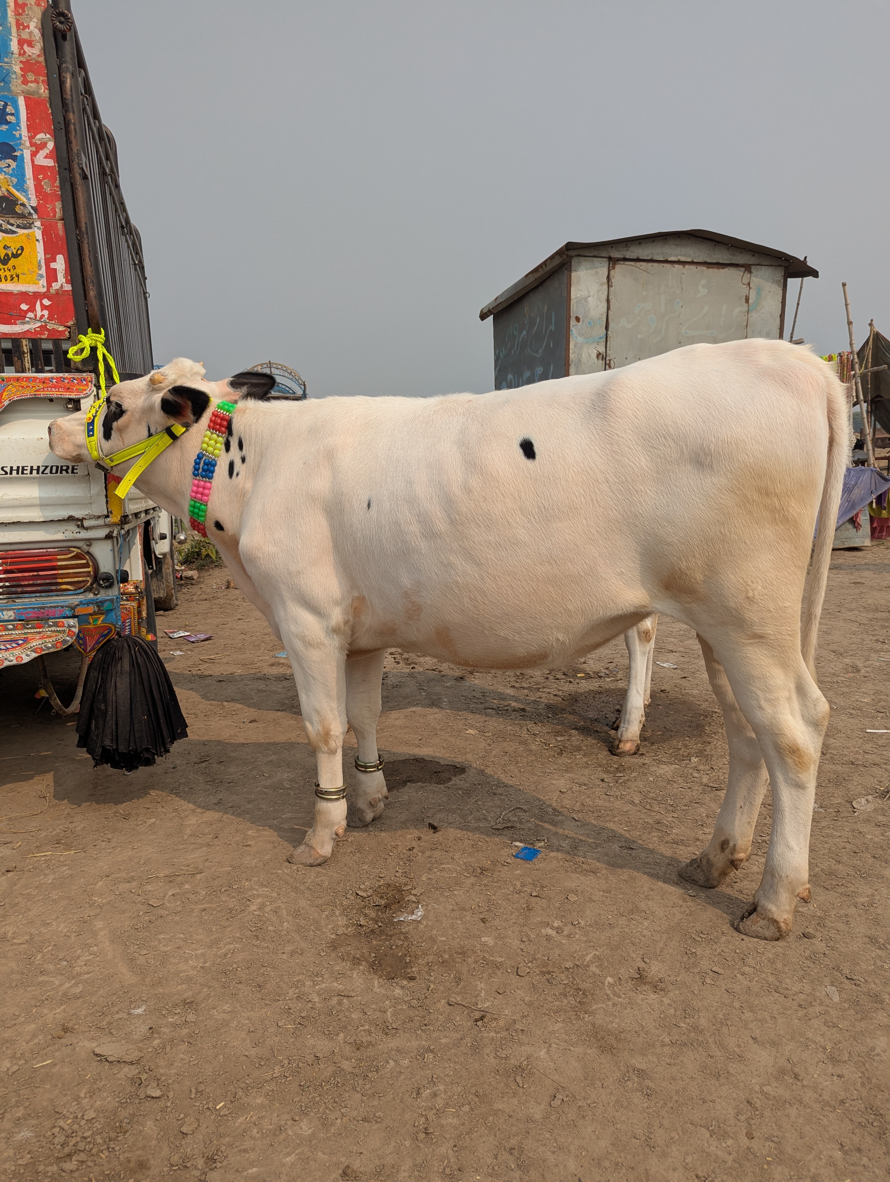 Dairy cross
